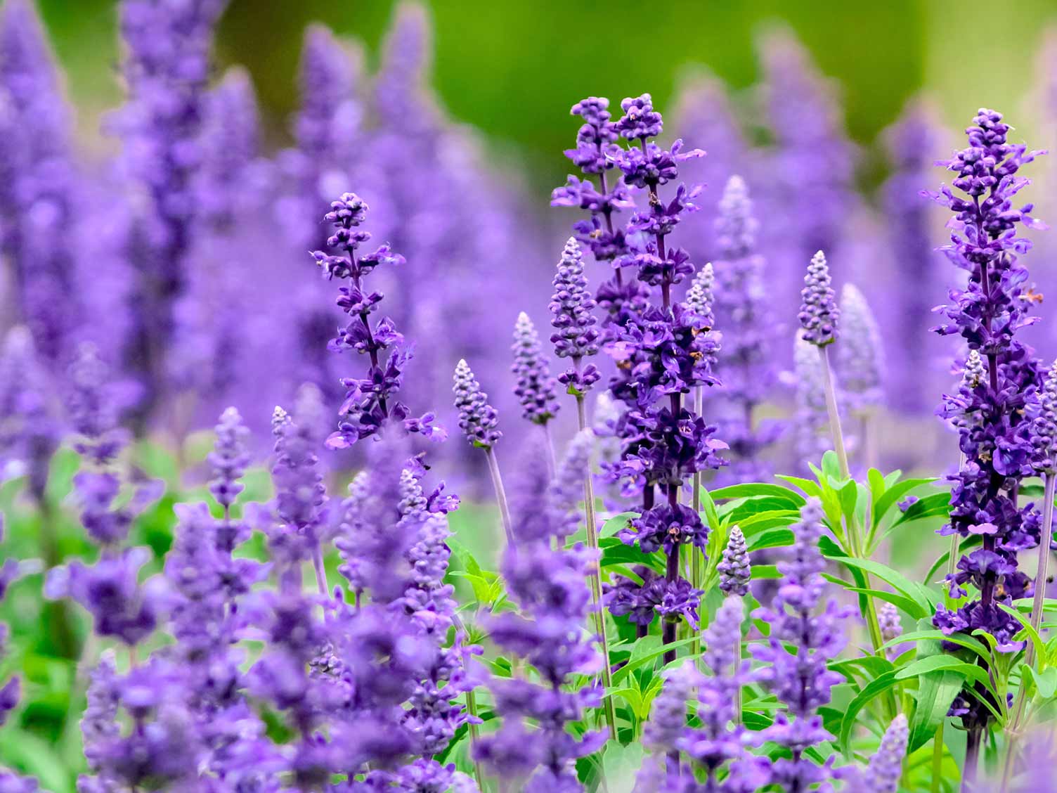 salvia-flowers.jpg Salvia flowers