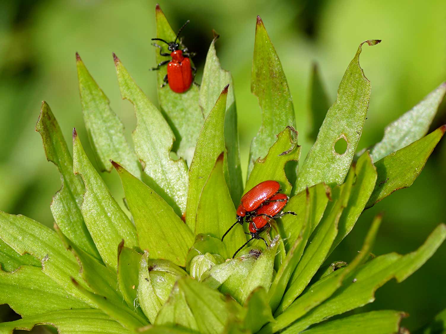Scarlet lily beetle treatment and control Love The Garden