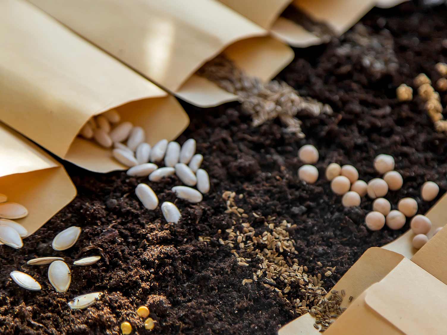 seed-packs-ready-to-sow.jpg Packets of seeds, ready to sow