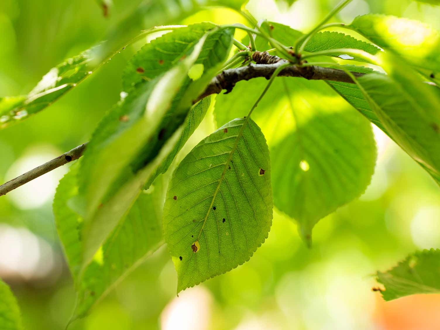 shot-hole-coryneum-blight-on-cherry-tree-leaves.jpg Shot hole (coryneum blight) on cherry tree leaves