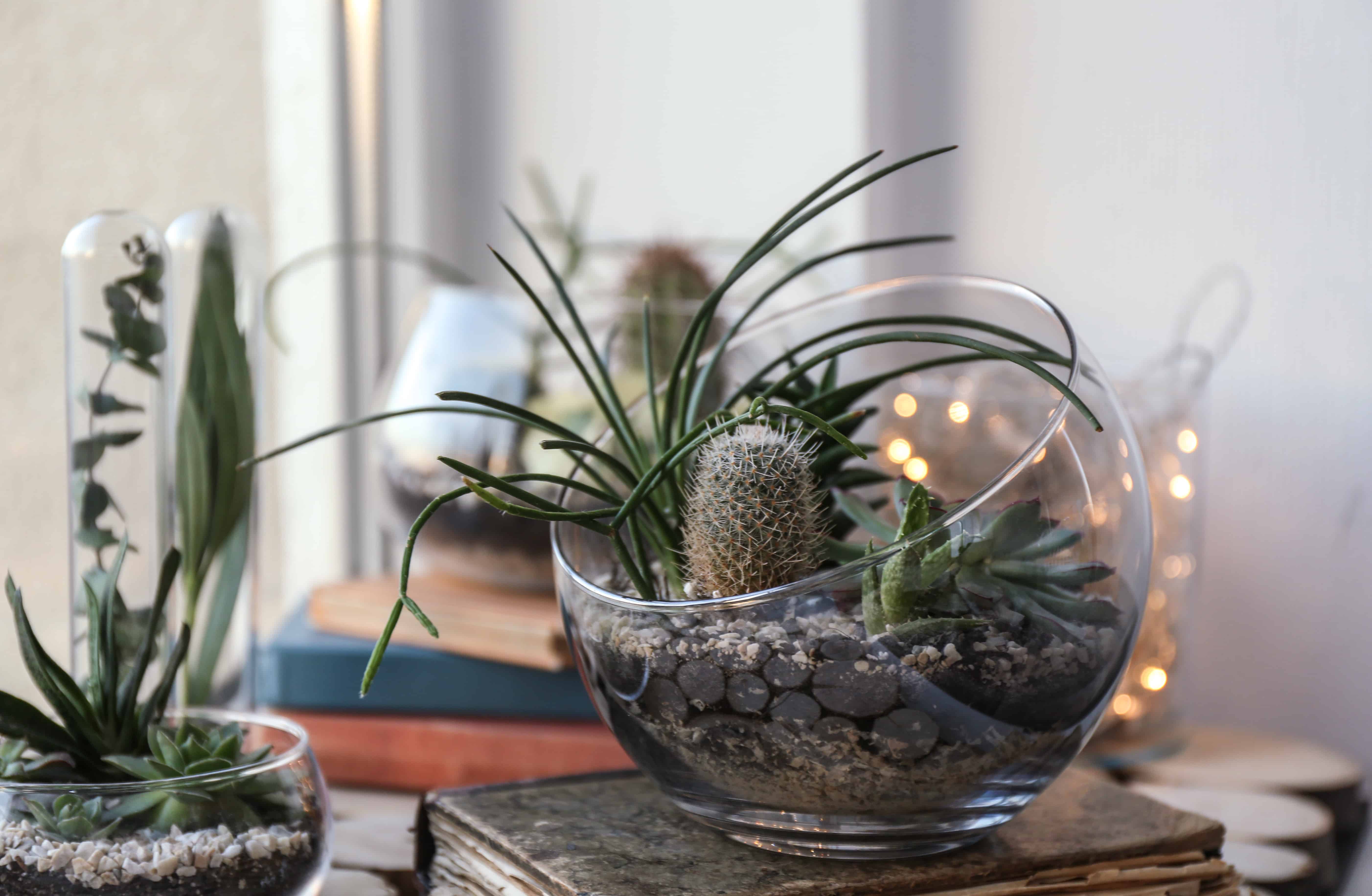 Cacti and succulents on a widowledge