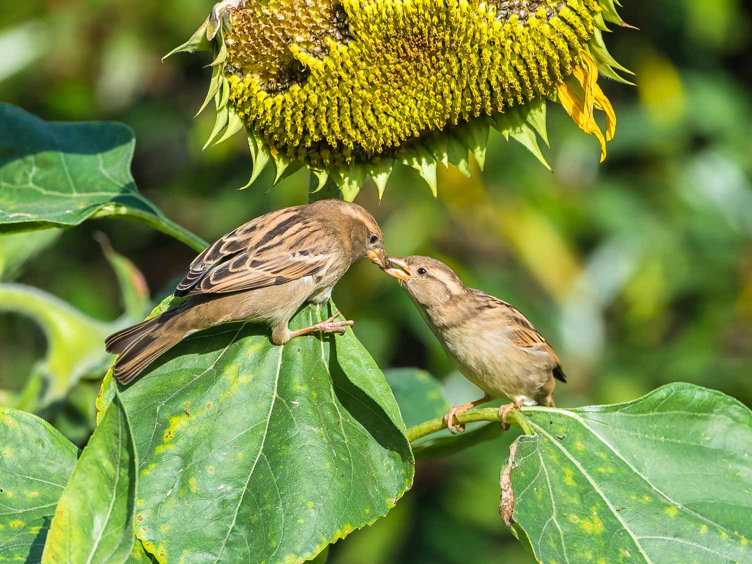 sparrows-feeding-from-sunflowers.jpg Sparrows feeding from a sunflower