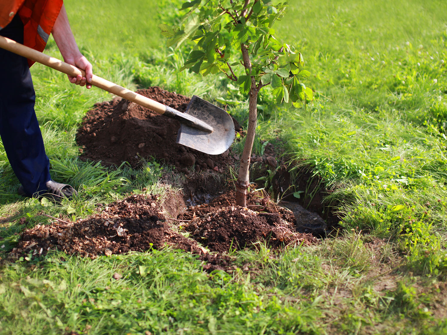 staking-a-large-tree-when-planting.jpg Staking a larger tree to keep it secure