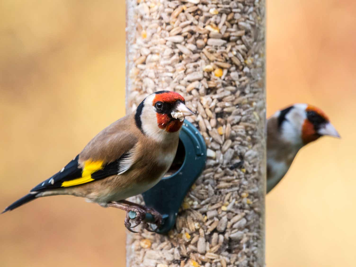 two-goldfinches-at-a-bird-feeder.jpg Goldfinches feeding from a garden feeder