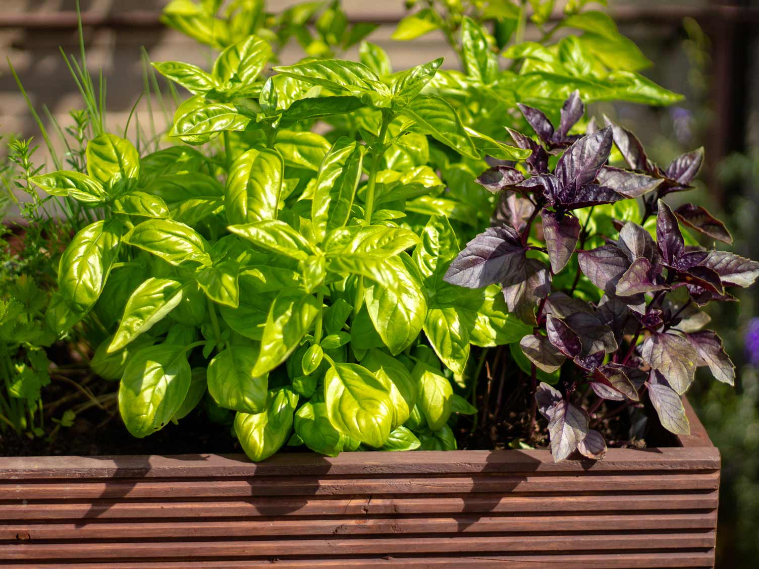 veg-growing-in-planter.jpg Veg growing in a planter
