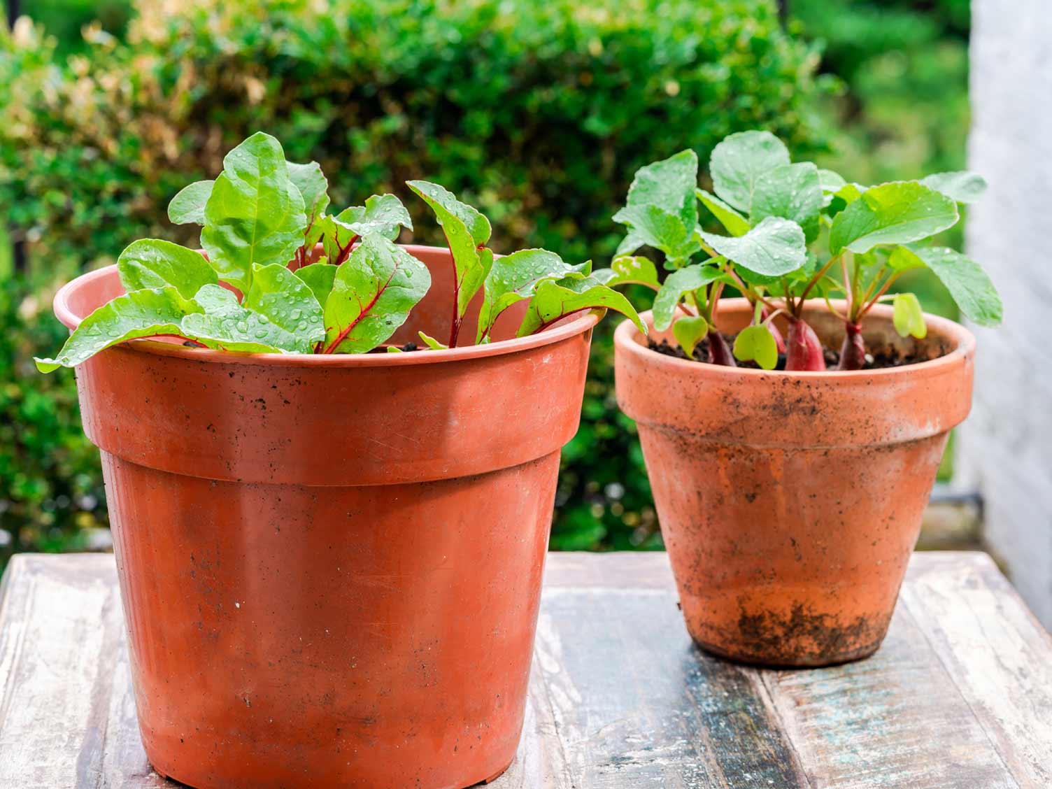 veg-growing-in-pots.jpg Growing veg in pots