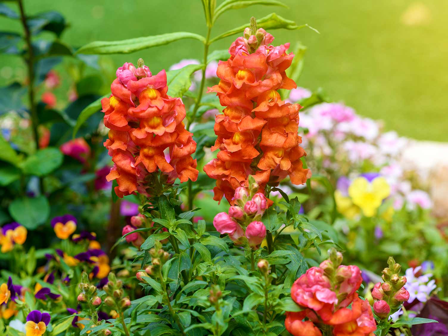 verdant-summer-flower-border.jpg A verdant summer flower bed in full bloom