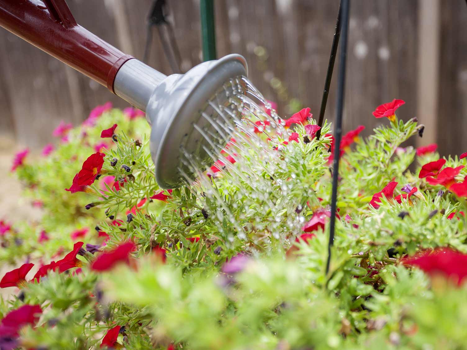 watering-plants-with-watering-can.jpg Watering your garden | David Domoney | Miracle Gro