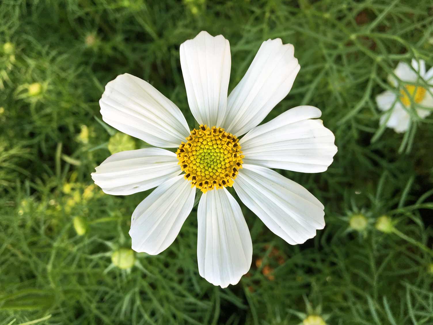 white-cosmos-flower-closeup.jpg White Comsos flower bloom closeup