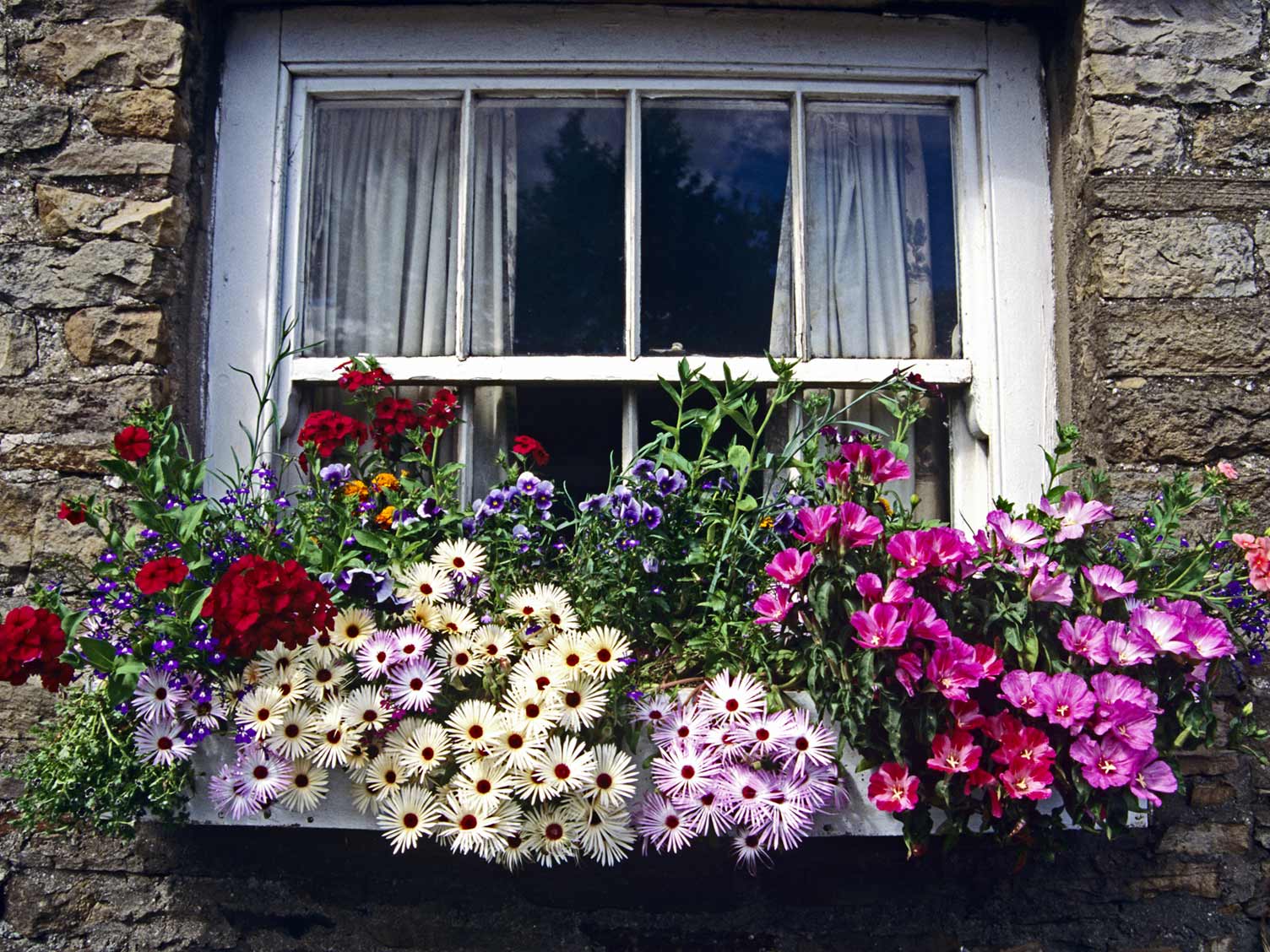 window-boxes.jpg Window box flower display