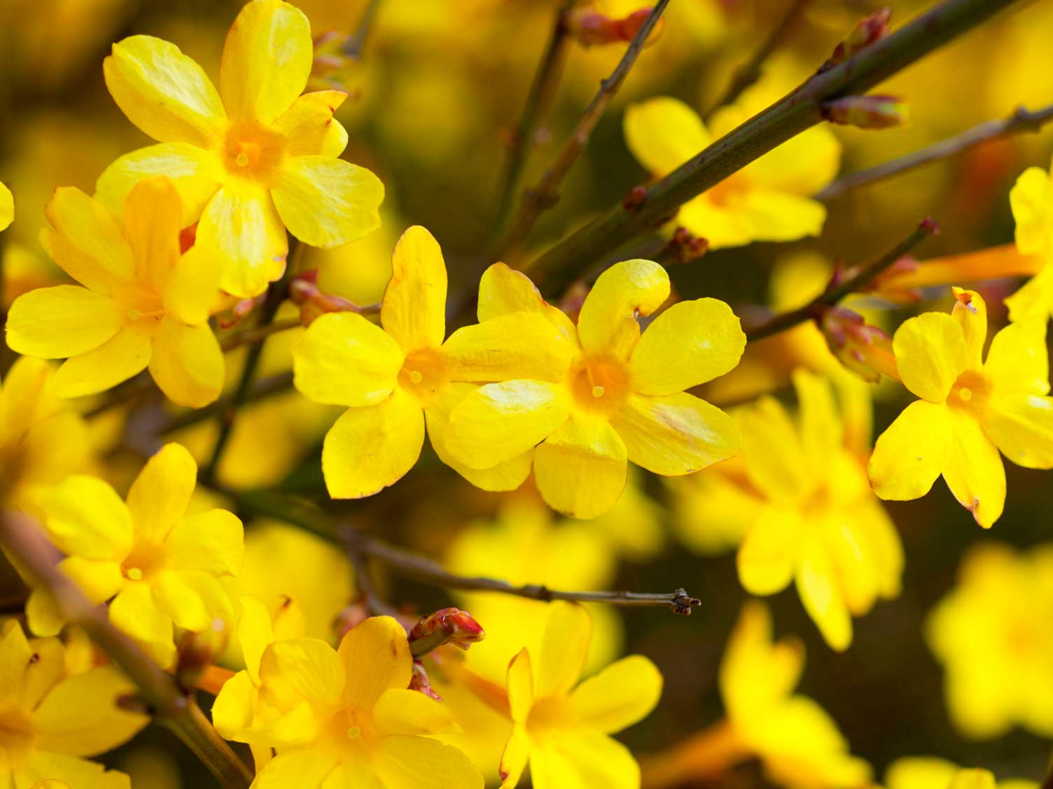 winter-jasmine-flowers.jpg Winter Jasmine flowers in bloom