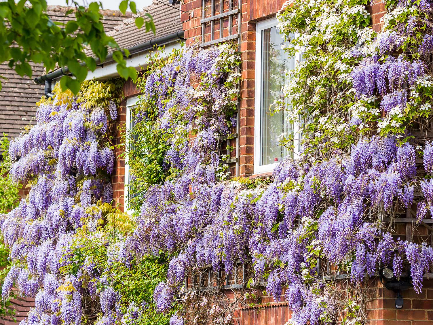 wisteria-growing-on-house.jpg Wisteria growing on a house