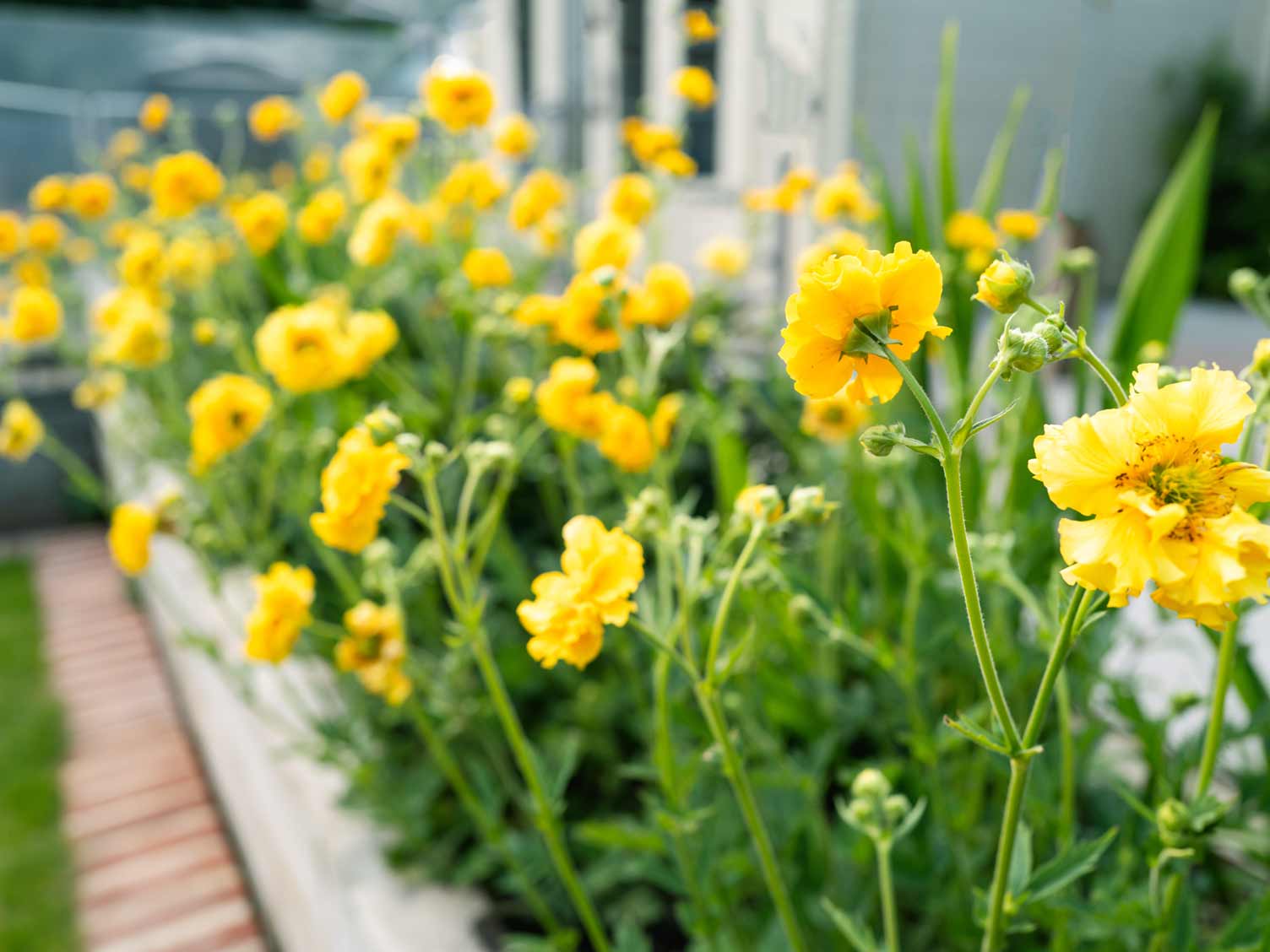 yellow-geum-flowers-in-border.jpg Yellow geum flowers in a border