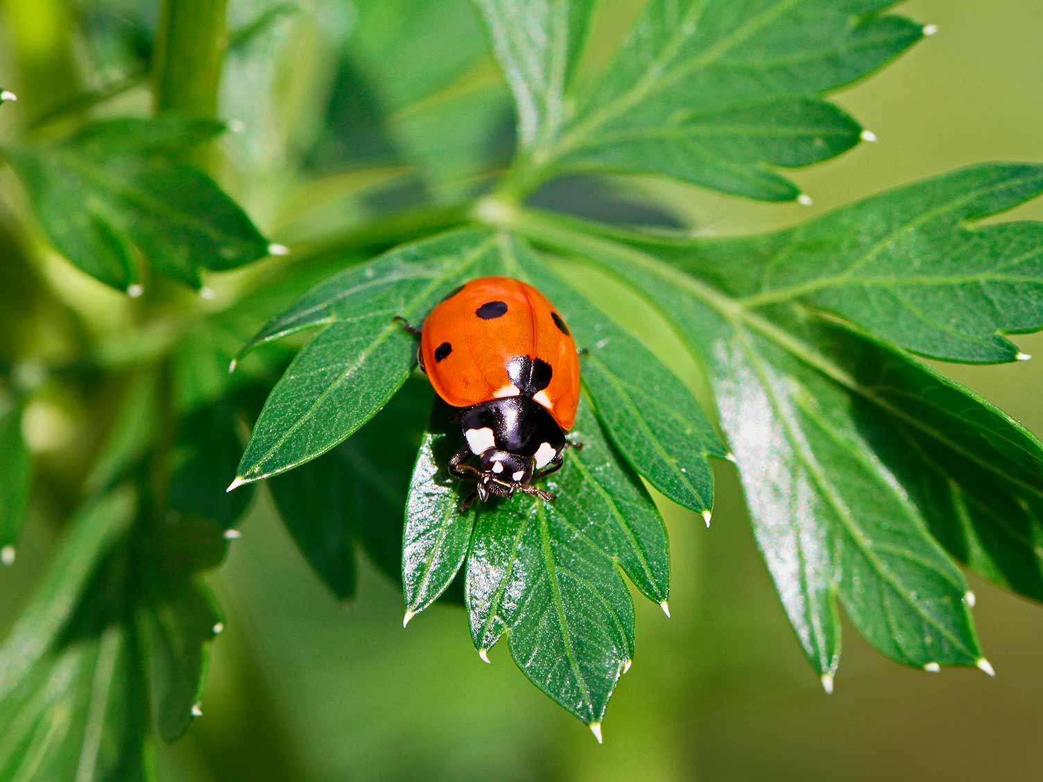 uk_ladybird-7-spot.jpg 7 spot ladybird