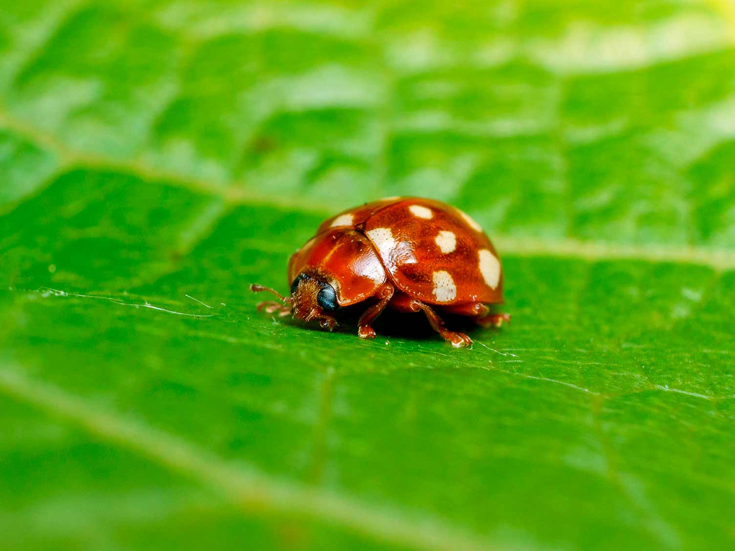 uk_ladybird-cream-spotted.jpg Cream Spotted Ladybird