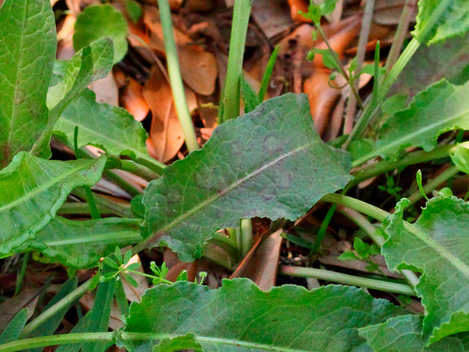 Dock (leaf) treatment and control Love The Garden