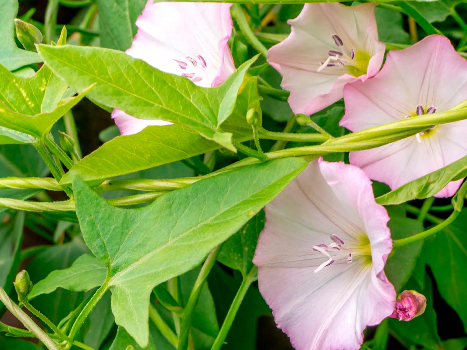 uk_weeds-bindweed.jpg Hedge bindweed