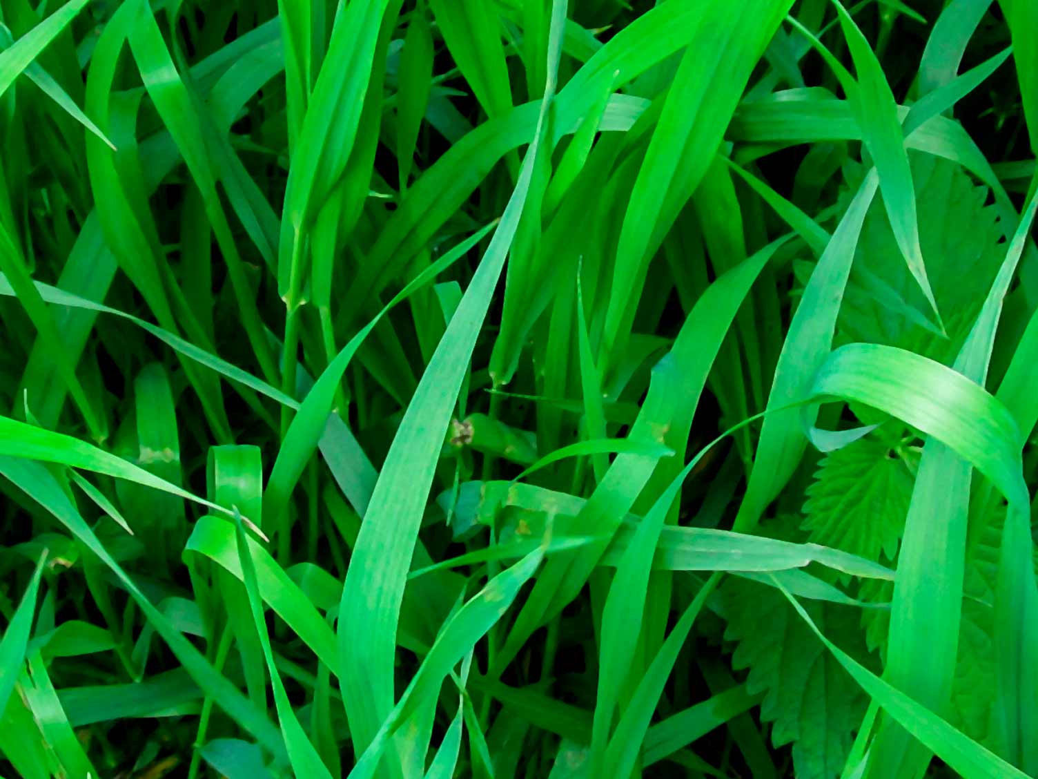 uk_weeds-couch-grass.jpg Couch grass weed