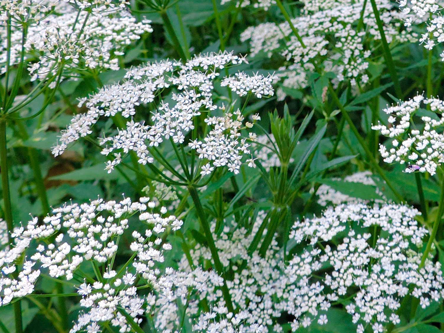 uk_weeds-ground-elder.jpg Ground elder weed