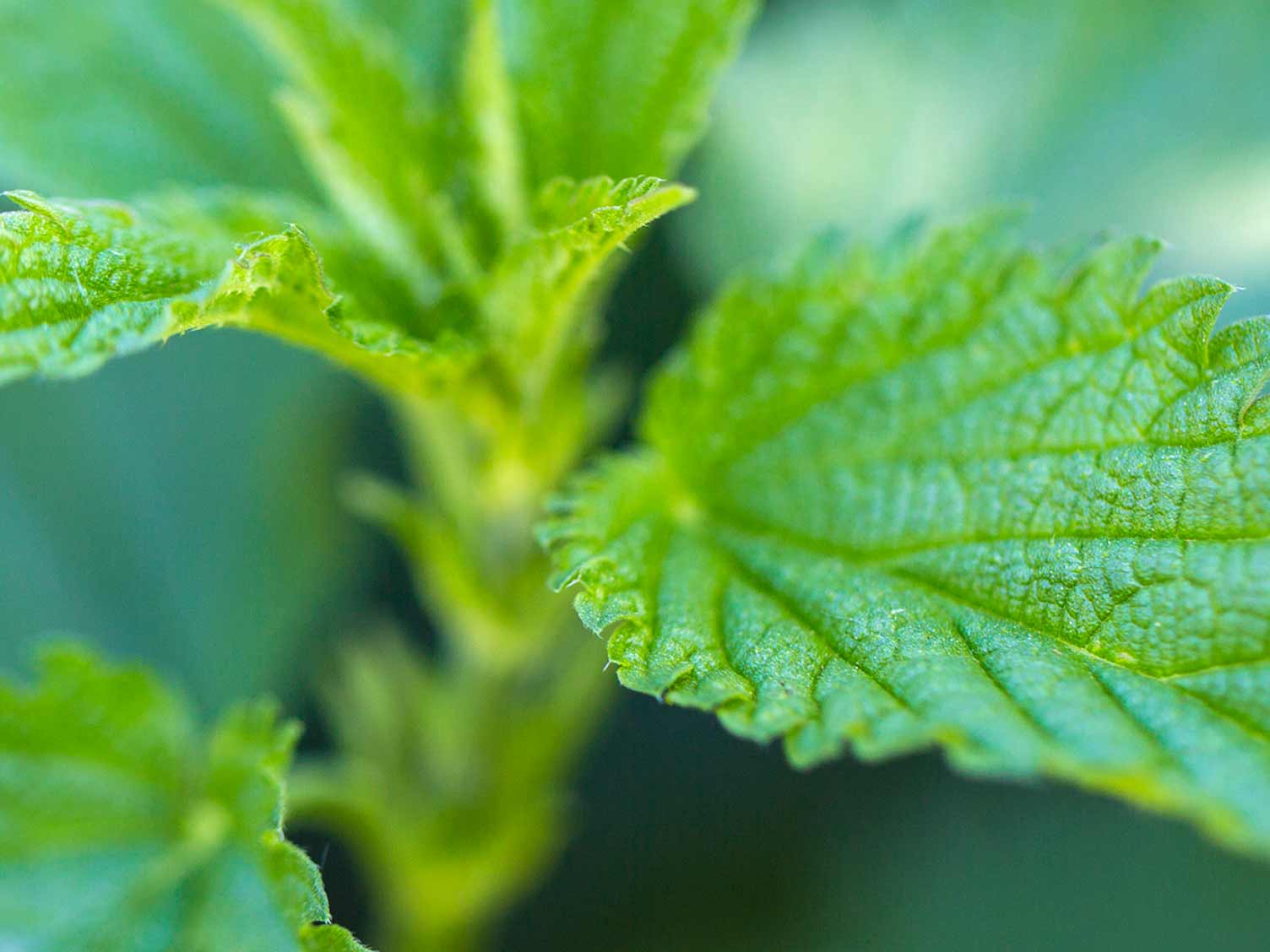 uk_weeds-nettles.jpg Nettle weed