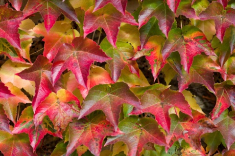 vigne_vierge_thinkstockphotos-187431264_1_2.jpg null