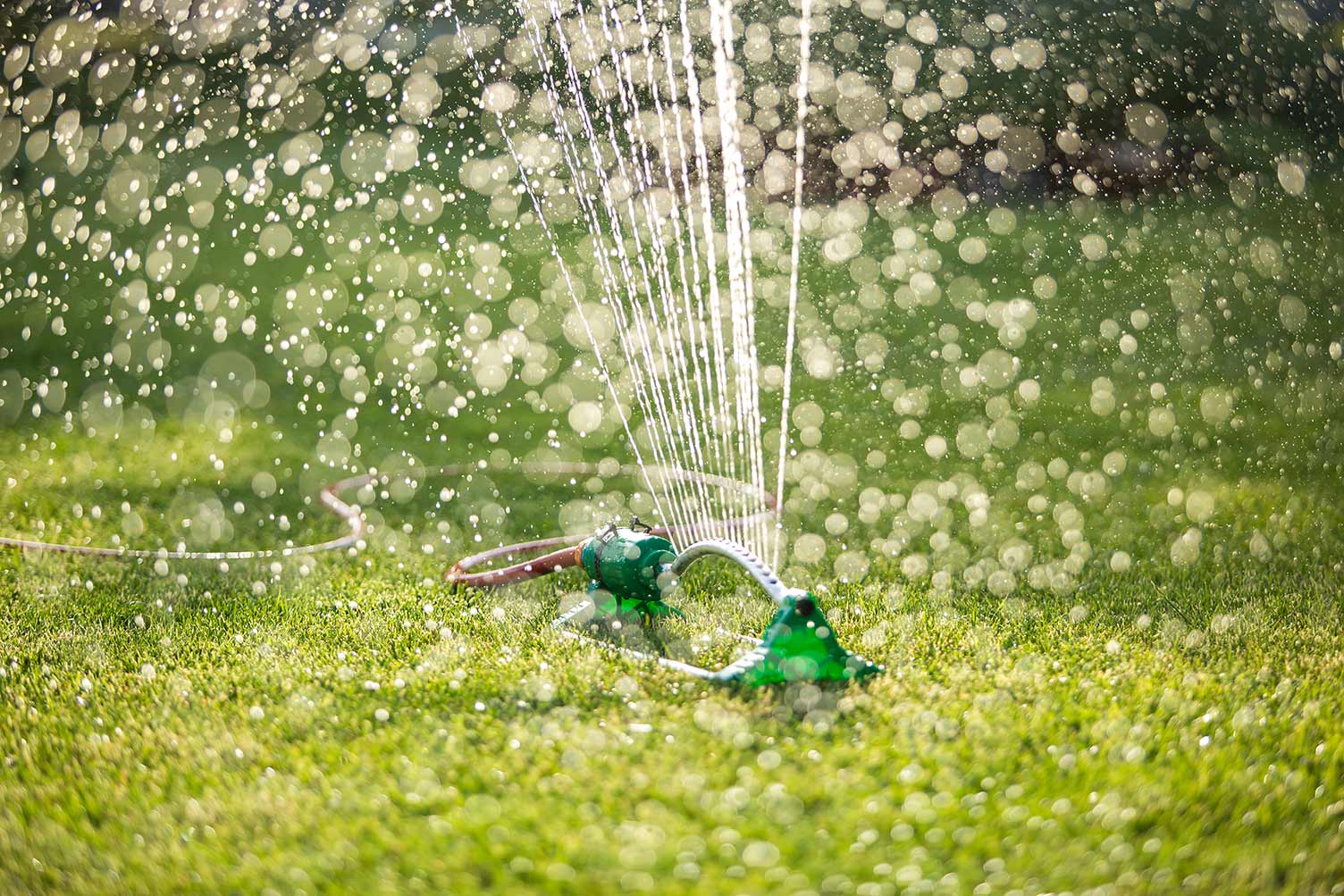 water-sprinkler-in-action.jpg First cut and feed | David Domoney | Miracle Gro