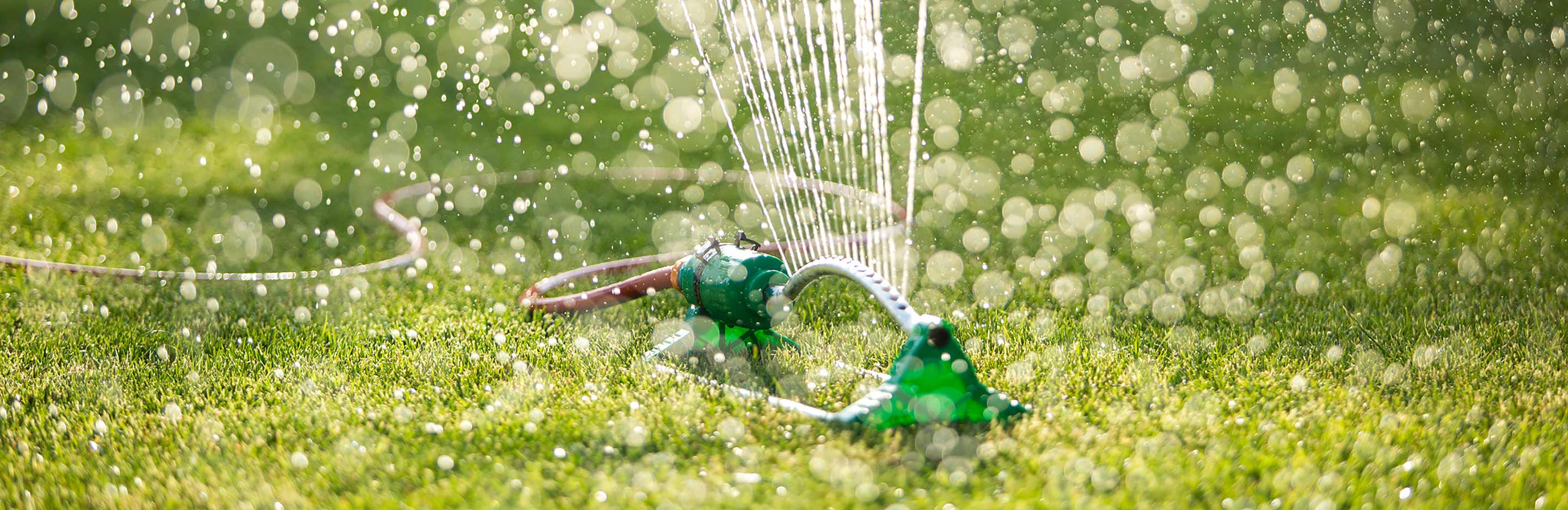 Watering your garden | David Domoney | Miracle-Gro