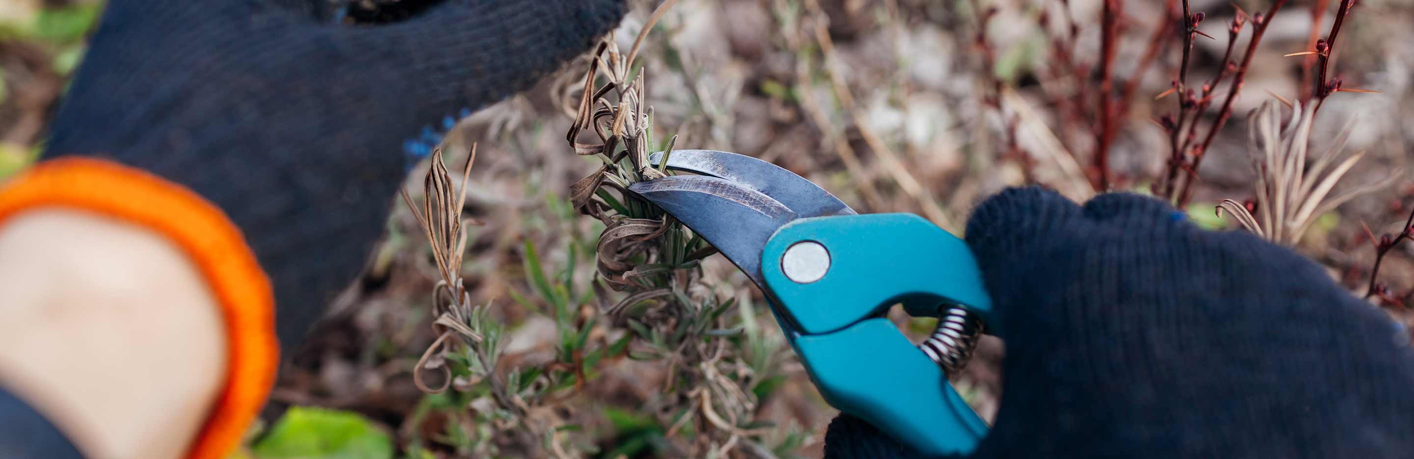 Winter pruning: a complete guide for a thriving garden