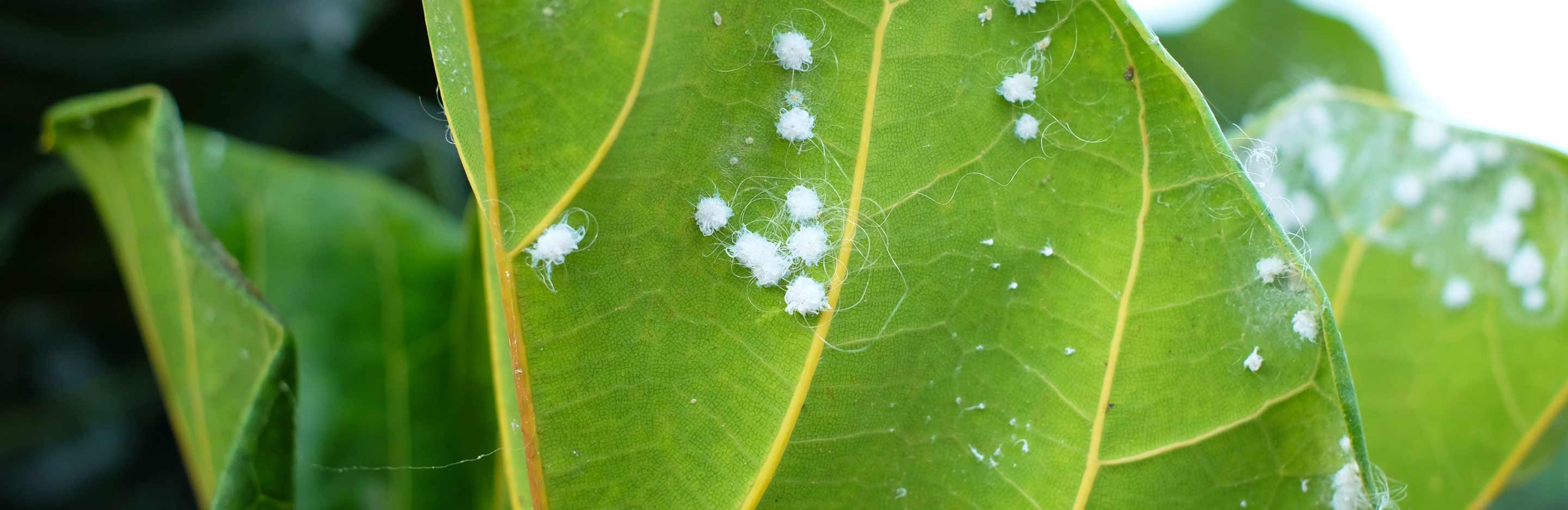 What are woolly aphids?
