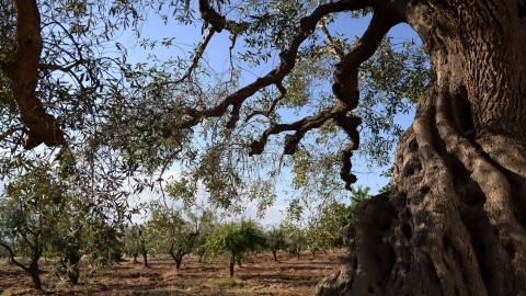 xylella-fastidiosa-oliviers_5386907.jpg null