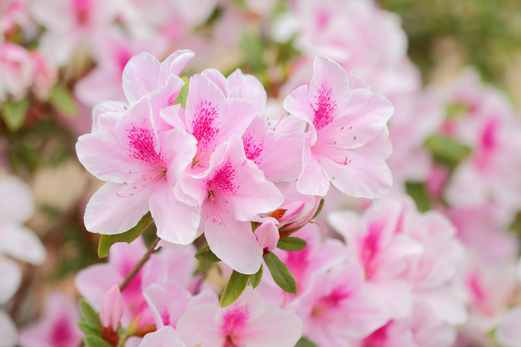 azalea.png Azalia