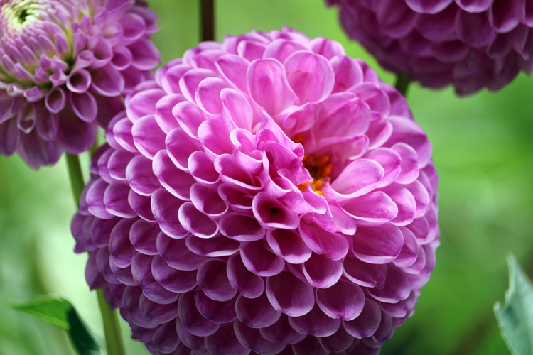 begonia.jpg Begonia