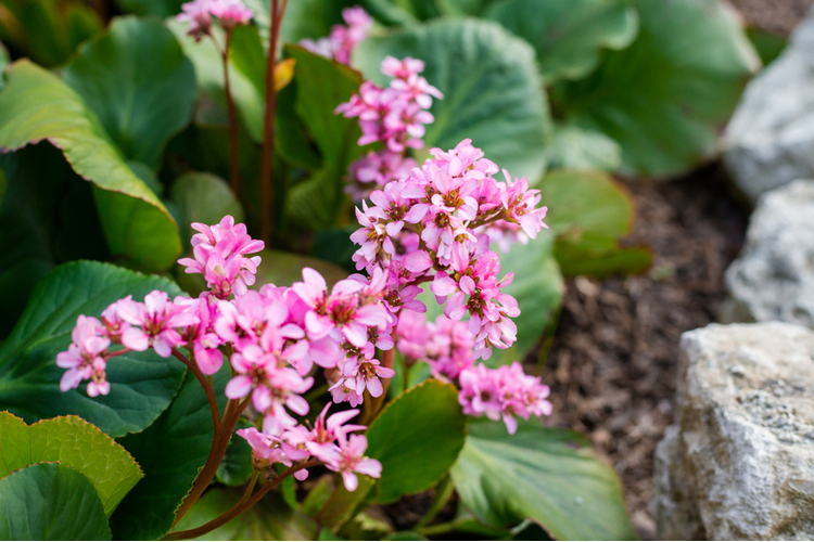 bergenia.jpg Bergenia