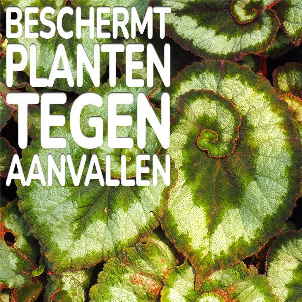 beschermt-tegen-aanvallen.jpg KB® Limex Ultimo beschermt planten tegen aanvallen
