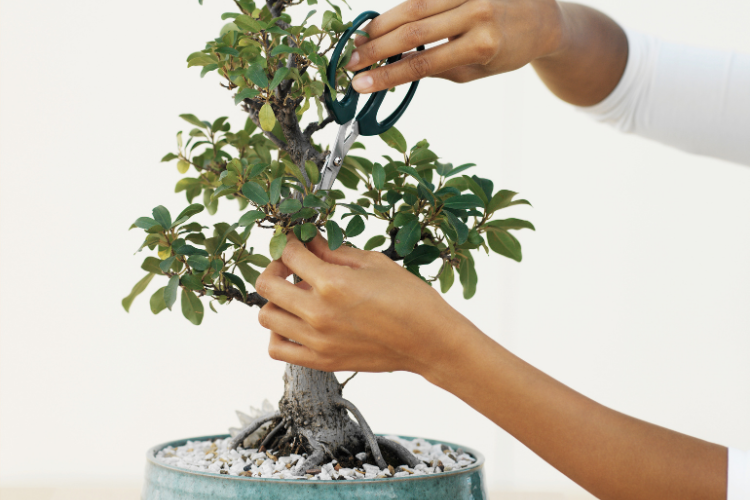 bonsai.2.png Jak uprawiać i dbać o drzewko bonsai