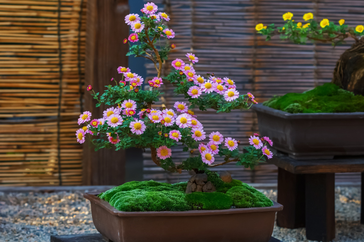 bonsai.3.png Jak uprawiać i dbać o drzewko bonsai