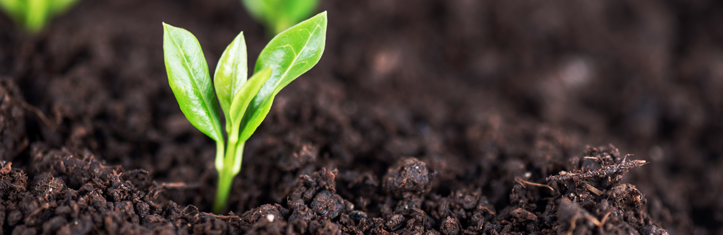 lovethegarden | debco saturaid