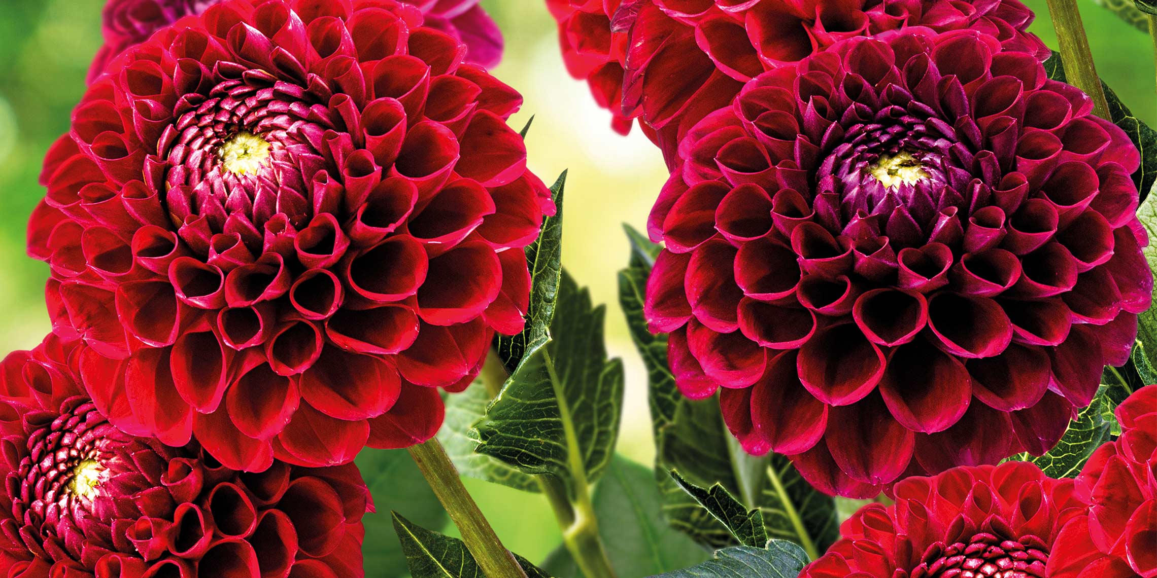 The Professional Growers choice