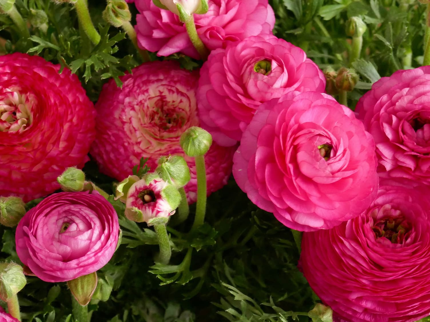 Image of pink flowers