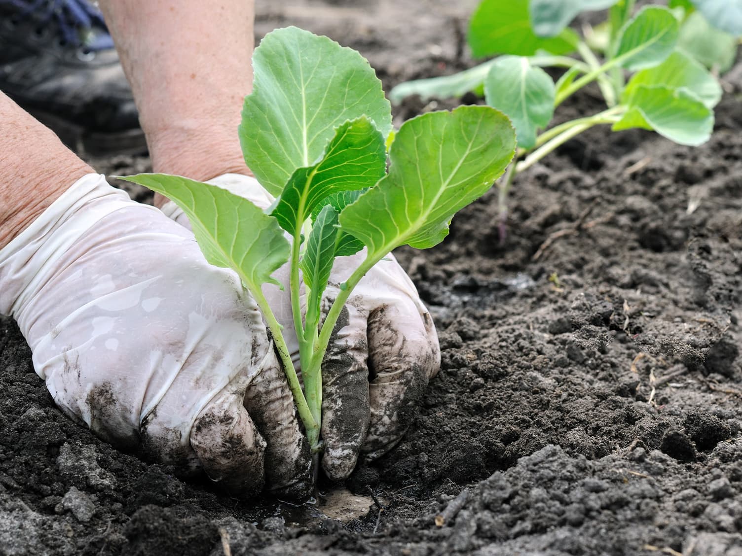 Someone planting vegetables