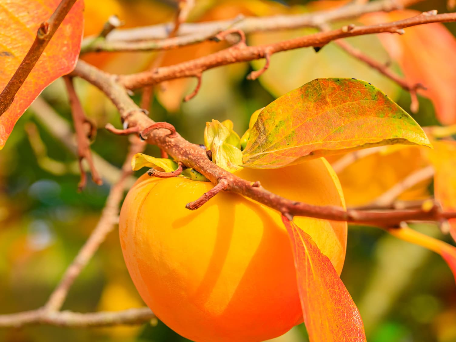 Fruit hanging in a tree