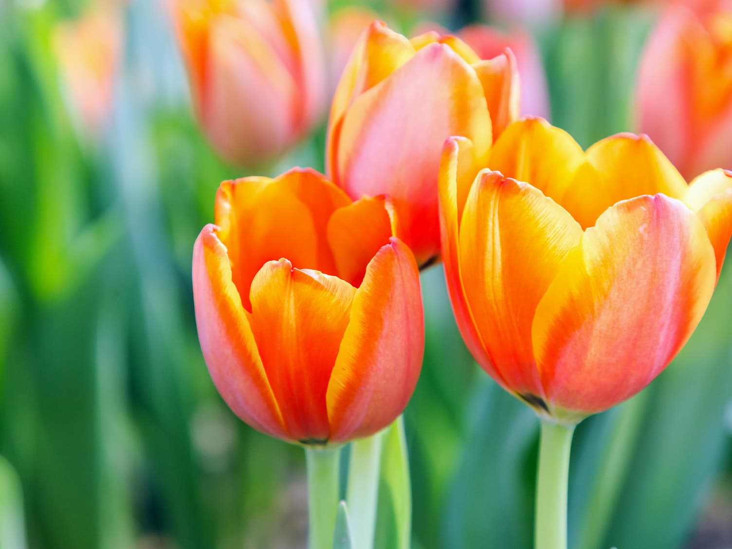 Yellow and orange tulips