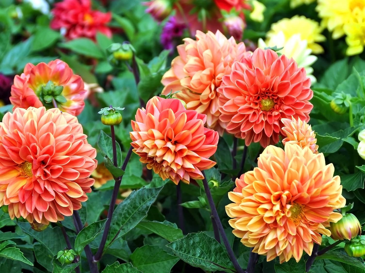 Flowers in a garden