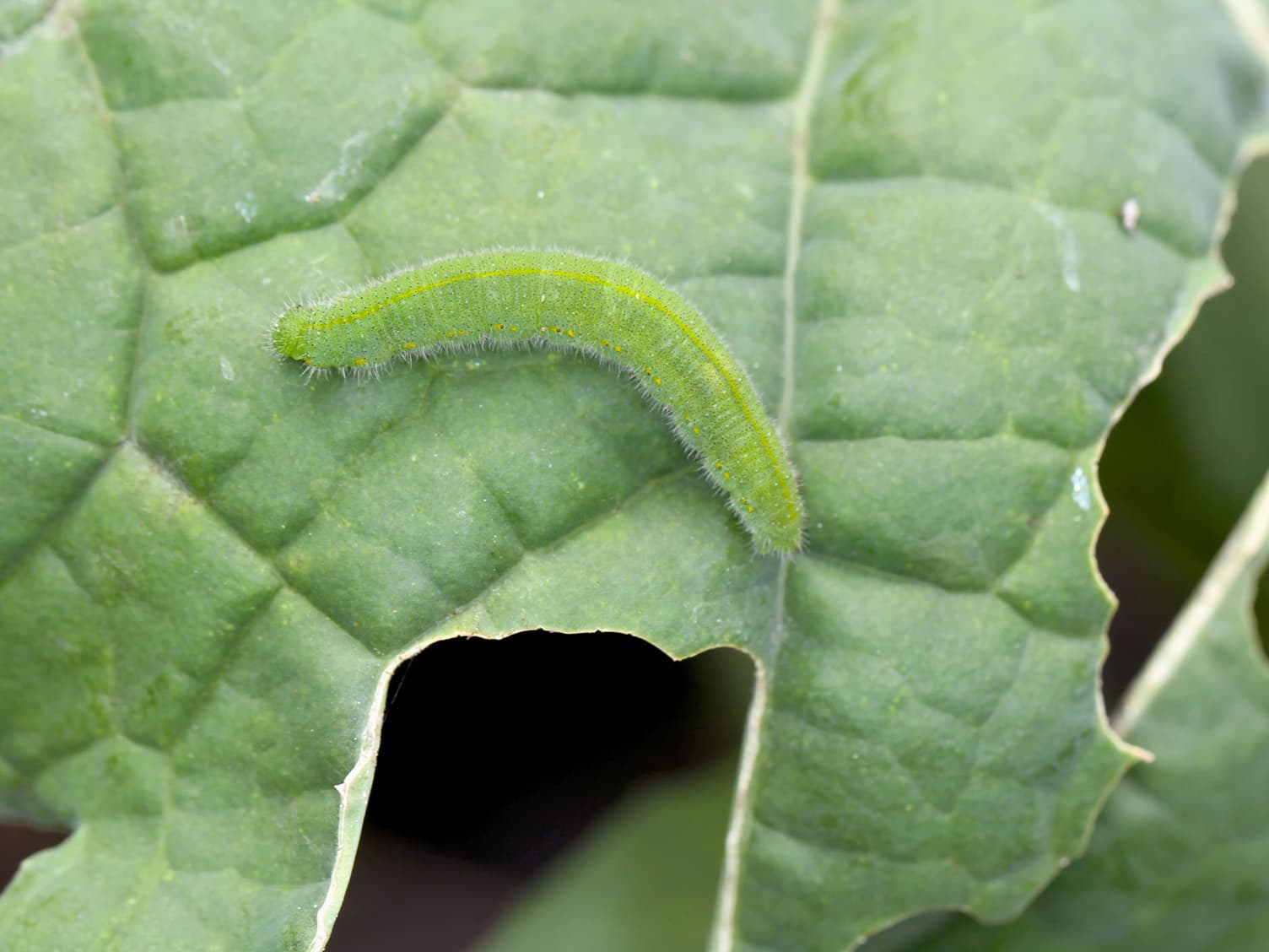 Slug on a leaf