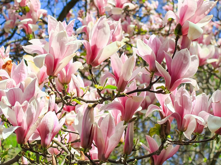 Pink flowers on a tree.