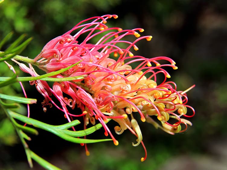 Native flower on a tree