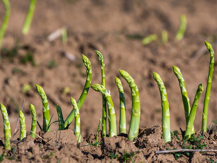 Asparagus tips popping out of the ground