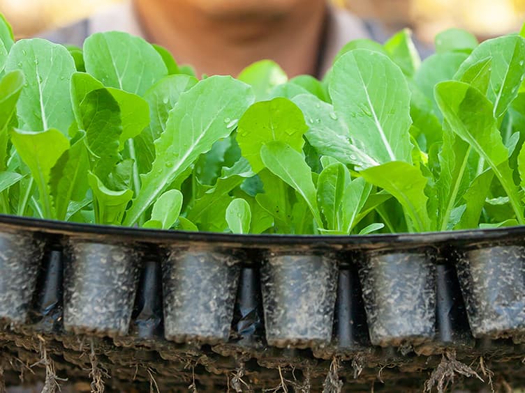 Tray of vegetables about to be planted.