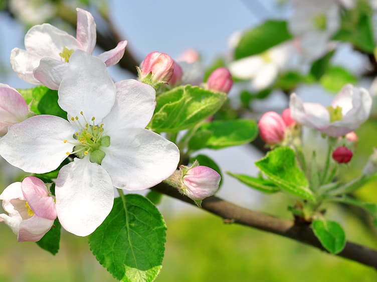 Pink and white flowers growing on a tree.