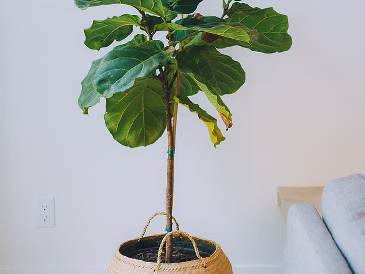 Indoor plant growing inside a pot